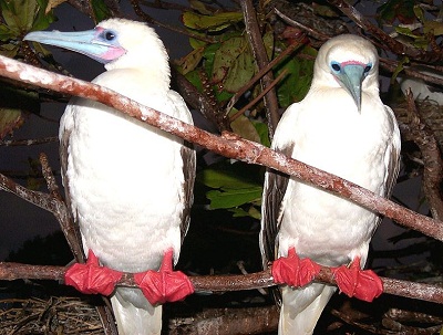 http://www.life-in-ecuador.com/images/Red-footed-booby.jpg