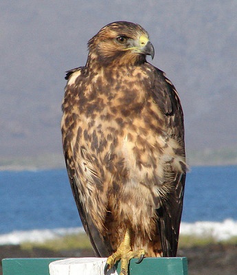 Galapagos Hawk