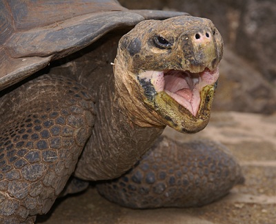 Giant Galapagos Tortoise