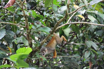 Ecuador's Amazon