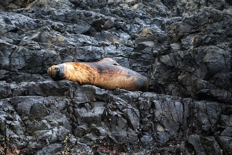 Sea lion Ecuador