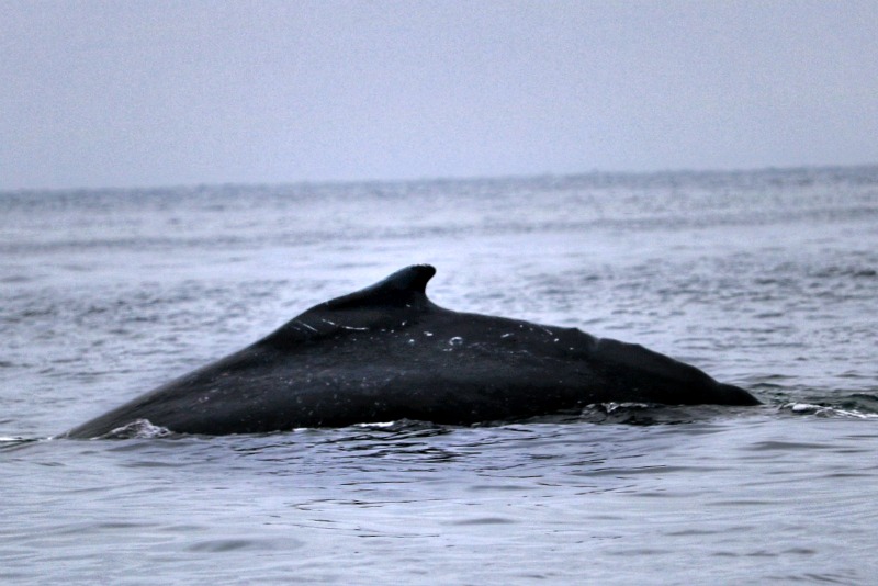 Humpback whale Ecuador