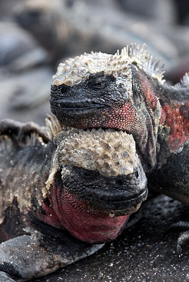 Galapagos Marine Iguana