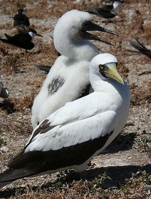 Masked Booby