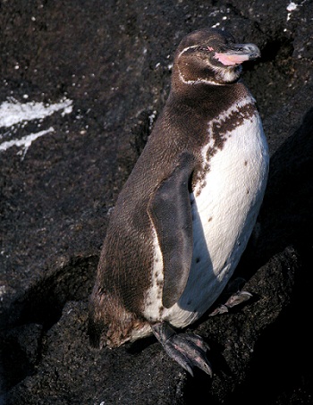 Galapagos penguins