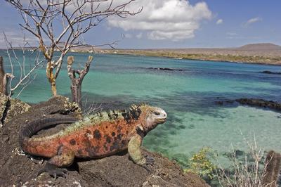 The Galapagos Islands