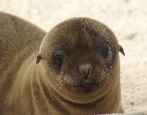 Galapagos Sea Lion