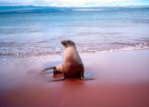 Galapagos Sea Lion