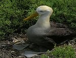 Galapagos Albatross