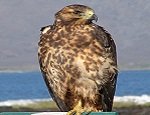 Galapagos Hawk