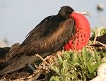 Great Frigate bird