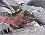 Marine Iguana