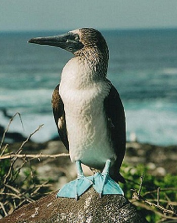 Blue-footed Booby