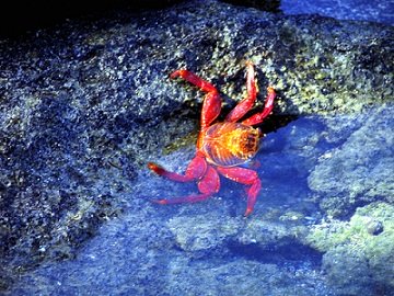 Galapagos Islands