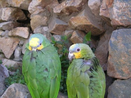 Aviary of the Central Bank Museum, Cuenca