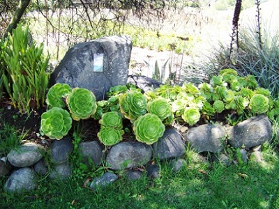 Botanical Garden at Museo del Banco Central, Cuenca