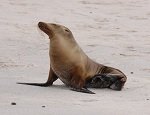 Galapagos Fur Seal