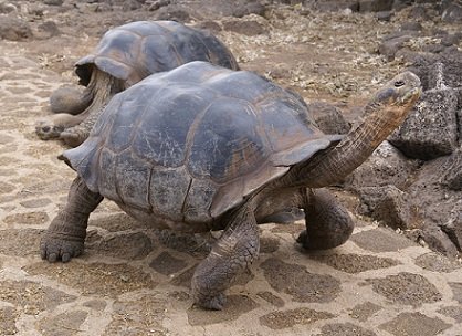 Giant Galapagos Tortoise