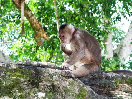 Monkeys in Misahualli