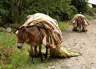 Working in Ecuador