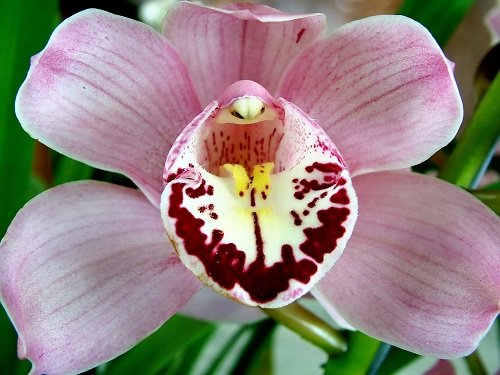 Orchid in the Ecuadorian Amazon region.