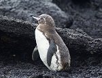 Galapagos Penguin