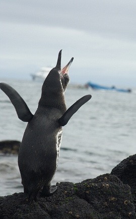 The endangered Galapagos Penguin