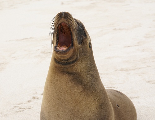 Galapagos Sea Lion