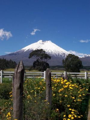 Cotopaxi and Flowers